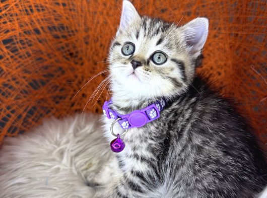 British Shorthair Ve Longhair Golden Tabby Yavrular görsel
