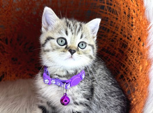 British Shorthair Ve Longhair Golden Tabby Yavrular görsel