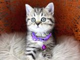 British Shorthair Ve Longhair Golden Tabby Yavrular