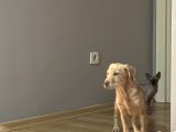 Labrador 4 Aylık Erkek