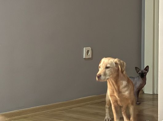 Labrador 4 Aylık Erkek görsel