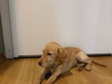 Labrador 4 Aylık Erkek