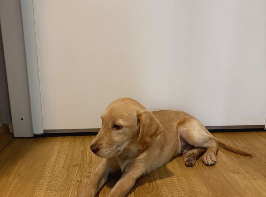Labrador 4 Aylık Erkek görsel