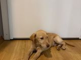 Labrador 4 Aylık Erkek