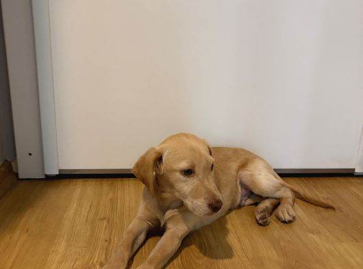 Labrador 4 Aylık Erkek görsel