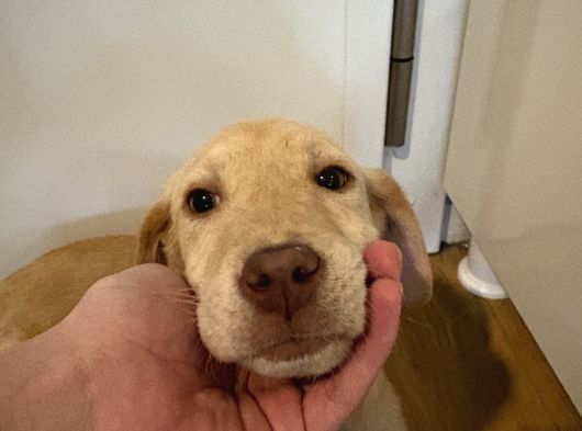 Labrador 4 Aylık Erkek