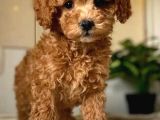 Mall Of İstanbul Vonalpten Toy Poodle