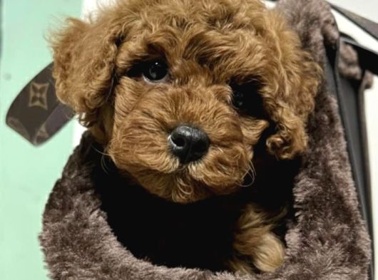 Mall Of İstanbul Vonalpten Toy Poodle görsel
