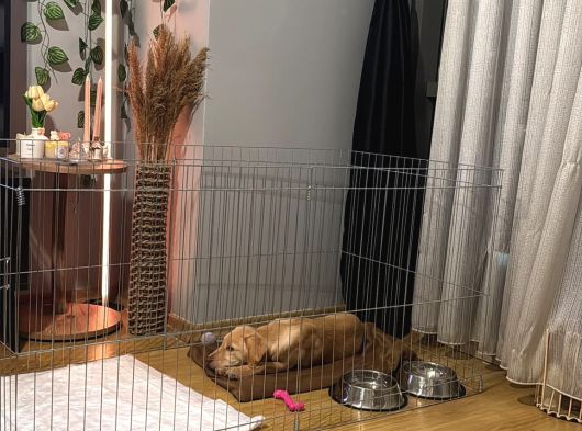 Labrador 4 Aylık Erkek görsel