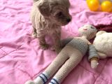 Minik Maltipoo Yavrumuzu