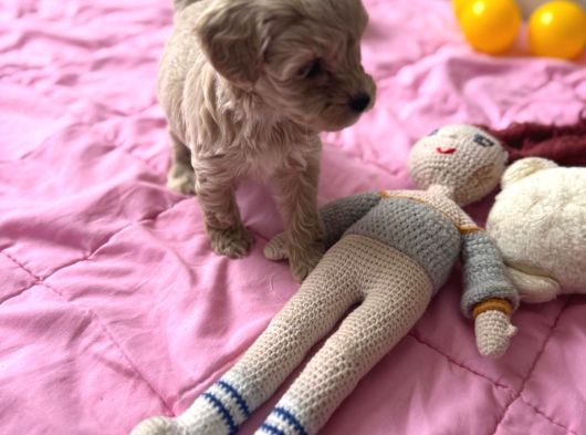 Minik Maltipoo Yavrumuzu görsel