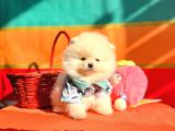 Pomeranian Boo Teddy Bear Yavrularımız