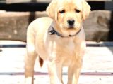 Ruhsatlı Çiftlikten Labrador Retriever Yavruları