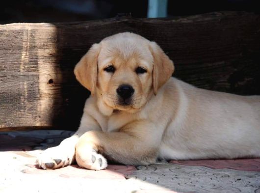 Ruhsatlı Çiftlikten Labrador Retriever Yavruları görsel