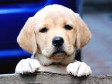 Ruhsatlı Çiftlikten Labrador Retriever Yavruları