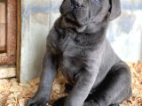 Dev Blue Cane Corso Yavruları