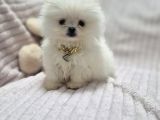 Pomeri̇an Boo