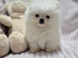 Pomeri̇an Boo