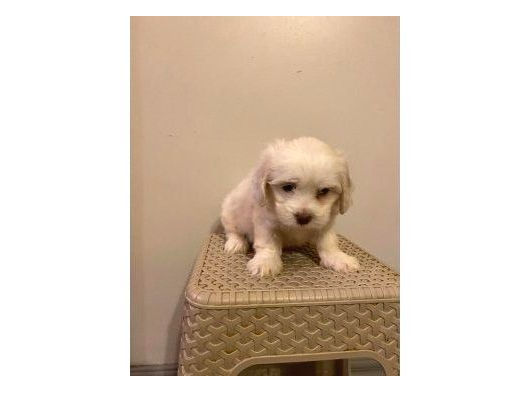 A Kalite Maltipoo Bebeklerimiz görsel