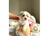 A kalite maltipoo bebeklerimiz