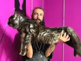 Safkan Mainecoon Smoke Yavruları Acil