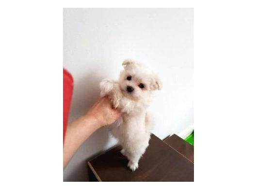 Minnak Maltipoo Bebeklerim görsel