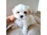 Minnak Maltipoo bebeklerim