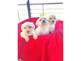 Maltipoo Yavrularım Ev Doğumu