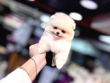 0 Numara Ayı Surat Pomeranian Boo Yavrusu Her Renk Mevcut