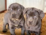 Dev Blue Cane Corso Yavruları