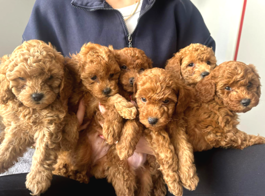 Müthiş güzellikte poodle bebeklerimiz