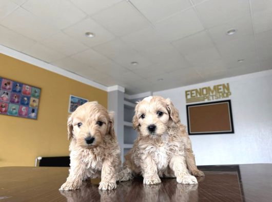 Yeni̇ En Güzel Malti̇poo Yavrular Di̇şi̇ Erkek Ankara Mağazamizda görsel