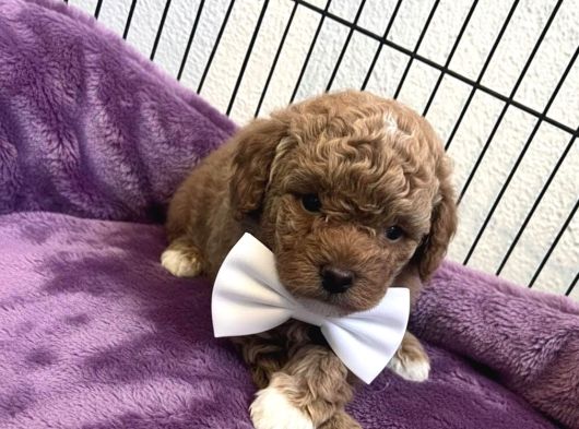Oyuncak surat poodle bebeklerimiz