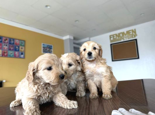 Yeni̇ En Güzel Malti̇poo Yavrular Di̇şi̇ Erkek Ankara Mağazamizda görsel