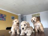 YENİ EN GÜZEL MALTİPOO YAVRULAR DİŞİ ERKEK ANKARA MAĞAZAMIZDa