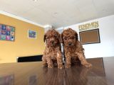 TR NİN FİRST CLASS TOY POODLE YAVRULARI ANKARA MAĞAZAMZDA