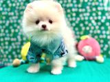 Teddy Bear Pomeranian Boo Yavrularimiz