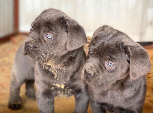 Dev Blue Cane Corso Yavruları görsel
