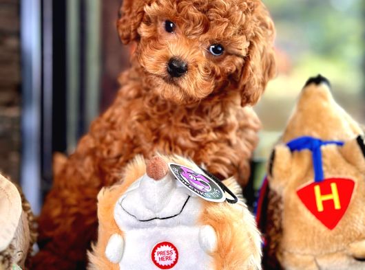 Poodle Çıftliğinden Red Brown Toy Poodle Bebeklerimiz görsel