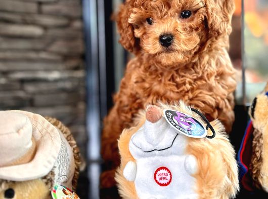 Poodle Çıftliğinden Red Brown Toy Poodle Bebeklerimiz görsel