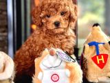 Poodle Çıftliğinden Red Brown Toy Poodle Bebeklerimiz