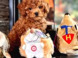 Poodle Çıftliğinden Red Brown Toy Poodle Bebeklerimiz