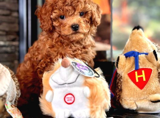 Poodle Çıftliğinden Red Brown Toy Poodle Bebeklerimiz görsel