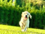 Baby Face Golden Bebeklerimiz Aşıları Tam