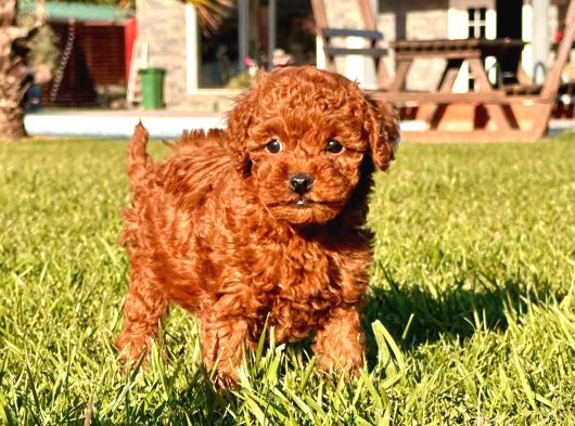 Enfes Poodle Bebeklerimiz İstanbul görsel