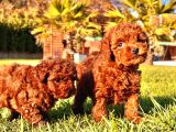 Enfes Poodle Bebeklerimiz İstanbul
