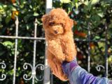3 Kilo Garantili Teacup Yavrular UYGUN DEĞİLDİR