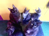 Safkan Mainecoon Smoke Yavruları Acil