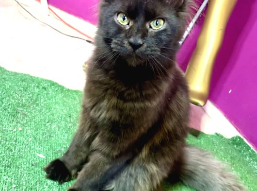 Safkan Mainecoon Smoke Yavruları Acil görsel