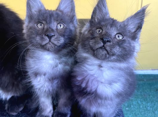 Safkan Mainecoon Smoke Yavruları Acil